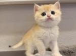 Elara NY12 - British Shorthair Kitten For Sale - Fontana&comma; CA&comma; US