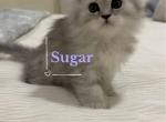 Diamond Dollz Sugar - Persian Kitten For Sale - 