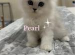 Diamond Dollz Pearl - Persian Kitten For Sale - 