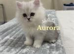 Diamond Dollz Aurora - Persian Kitten For Sale - 