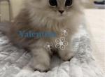 Diamond Dollz Valentina - Persian Kitten For Sale - Goodyear&comma; AZ&comma; US