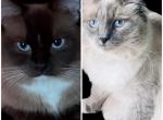 Mink cherubim ragdolls Kats Ravishing Ragdolls - Ragdoll Kitten For Sale - Lancaster&comma; PA&comma; US