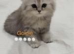 Diamond Dollz Goldie - Persian Kitten For Sale - Goodyear&comma; AZ&comma; US