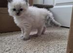 Sammy's boys - Ragdoll Kitten For Sale - Gibsonville&comma; NC&comma; US