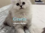 Diamond Dollz Gracie - Persian Kitten For Sale - Goodyear&comma; AZ&comma; US