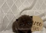 August - Persian Kitten For Sale - 
