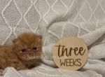Arthur - Persian Kitten For Sale - 