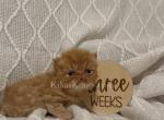 Allen - Persian Kitten For Sale - Dallas&comma; TX&comma; US