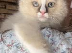 Female Ragdoll Kitten - Ragdoll Kitten For Sale - Warwick&comma; RI&comma; US