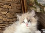 Female Kitty - Ragdoll Kitten For Sale - Warwick&comma; RI&comma; US
