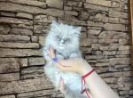 Female Ragdoll Kitty - Ragdoll Kitten For Sale - Warwick&comma; RI&comma; US