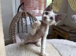 Charlie - Devon Rex Kitten For Sale - 