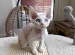 Mei Mei - Devon Rex Kitten For Sale - 