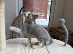 Prince - Devon Rex Kitten For Sale - CA&comma; US