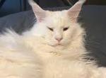 Tuffles - Maine Coon Cat For Sale - MacArthur&comma; PA&comma; US