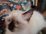 blue collar - Ragdoll Kitten For Sale - Kerrville&comma; TX&comma; US
