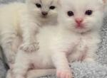 Annie's Litter - Ragdoll Kitten For Sale - Nixa&comma; MO&comma; US