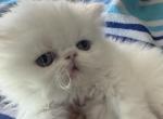 Persian female solid white - Persian Kitten For Sale - Palm Coast&comma; FL&comma; US