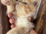 Exotic red and white shorthair - Exotic Kitten For Sale - Palm Coast&comma; FL&comma; US