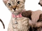 Lala - Minskin Kitten For Sale - Four Oaks&comma; NC&comma; US