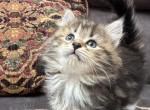 Skye - Siberian Kitten For Sale - 