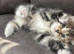 Skye - Siberian Kitten For Sale - Lynnfield&comma; MA&comma; US