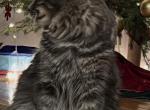 Charlie - Maine Coon Cat For Sale - Palmer&comma; MA&comma; US