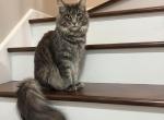 Charlie - Maine Coon Cat For Sale - 