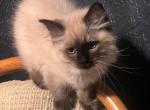 Teddy - Ragdoll Kitten For Sale - MA&comma; US