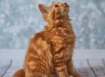 Max - American Bobtail Cat For Sale - TX&comma; US