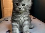 Maine Coon kittens ready next weekend - Maine Coon Kitten For Sale - Dayton&comma; OH&comma; US