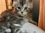 1 silver tabby female left available now - Maine Coon Kitten For Sale - Dayton&comma; OH&comma; US