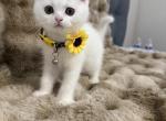 Snow - Scottish Fold Kitten For Sale - Reisterstown&comma; MD&comma; US