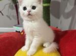 Alaska - Scottish Fold Kitten For Sale - 