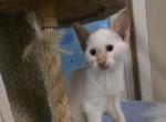 Amazingly friendly flame point boy - Siamese Kitten For Sale - Walworth&comma; WI&comma; US