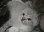 Adorable siamese Lynx pointed and snow shoe kitten - Siamese Kitten For Sale - Walworth&comma; WI&comma; US