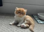 Scarletts Litter - Persian Kitten For Sale - Fern Bch&comma; FL&comma; US