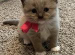 Seal Mink Female mitted 1 - Ragdoll Kitten For Sale - 