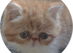 Creamsicle - Persian Kitten For Adoption - 