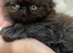 Diamond Dollz Chai - Persian Kitten For Sale - Goodyear&comma; AZ&comma; US