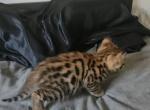 F3 Savannah Kittens - Savannah Kitten For Sale - Cedar Springs&comma; MI&comma; US