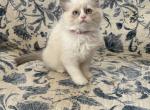 Flora  Available Now - Ragdoll Kitten For Sale - Front Royal&comma; VA&comma; US