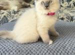 Tai Constellation Available Now - Ragdoll Kitten For Sale - 