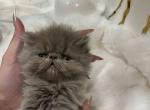 Diamond Dollz Gandolph - Persian Kitten For Sale - Goodyear&comma; AZ&comma; US
