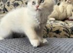 Zinnia Available Now - Ragdoll Kitten For Sale - Front Royal&comma; VA&comma; US