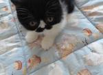Tuxedo Man - Persian Kitten For Sale - 