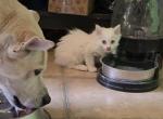 Scottish Straight - Scottish Straight Kitten For Sale - 