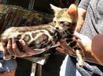 Winstorm - Bengal Kitten For Sale - Rock&comma; WV&comma; US