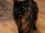 Matilda - Maine Coon Cat For Sale - Palmer&comma; MA&comma; US