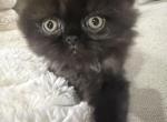 Diamond Dollz Oreo - Persian Kitten For Sale - Goodyear&comma; AZ&comma; US